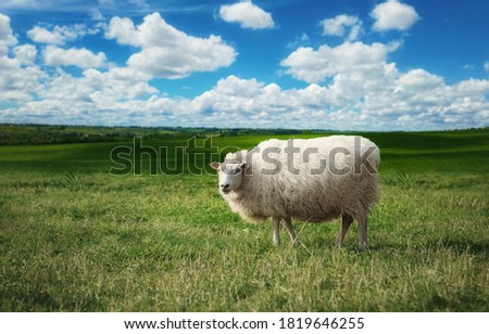 Similar – square sheep Colour photo