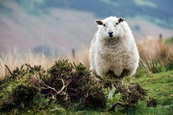 White Sheep, On A Welsh Mountain