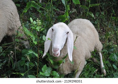 White Sheep Quadrupedal Ruminant Of Animal Class Mammalia (mammals)