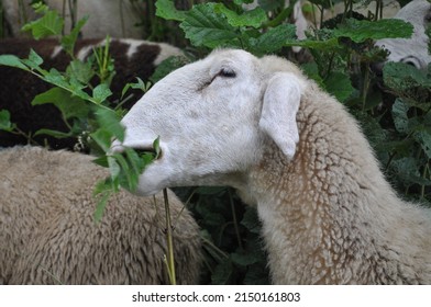 White Sheep Quadrupedal Ruminant Of Animal Class Mammalia (mammals)