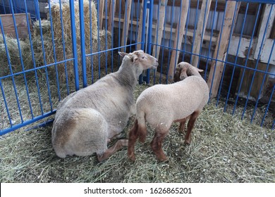 White sheep rest in a pen at a county fair
