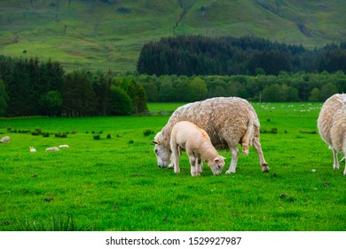 White sheeps grazing on grassland