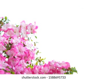 white sheet with photos of pink azalea flowers - Powered by Shutterstock