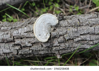 White Shelf Bracket Fungus At Miami Woods In Morton Grove, Illinois