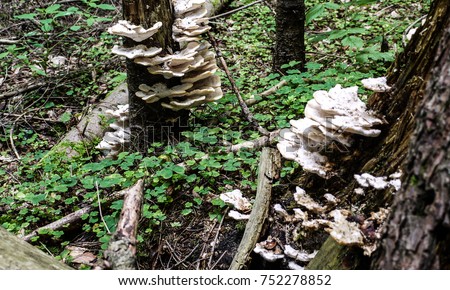 white-shelf-mushrooms-growing-pine-450w-752278852.jpg