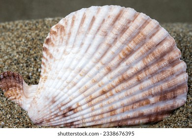 white shells on the beach, macro, close-up. Summertime holiday background. - Powered by Shutterstock