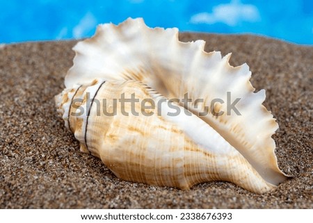 white shells on the beach, macro, close-up. Summertime holiday background.