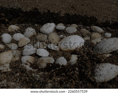 white shells on the sand