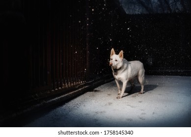 White Sheperd Dog Walking In The Snow At Night