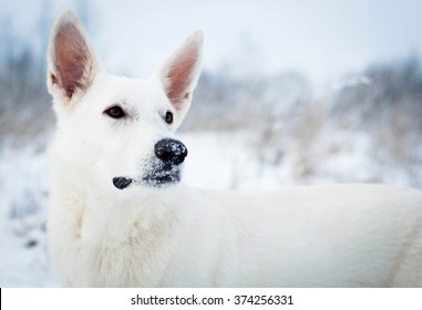 White Shepherd