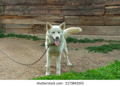 White Shepherd Of The Breed Malamute, Husky. Sitting Near The Doghouse. Playing On The Green Grass. Close-up. Guards The Territory.