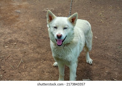 White Shepherd Of The Breed Malamute, Husky. Sitting Near The Doghouse. Playing On The Green Grass. Close-up. Guards The Territory.