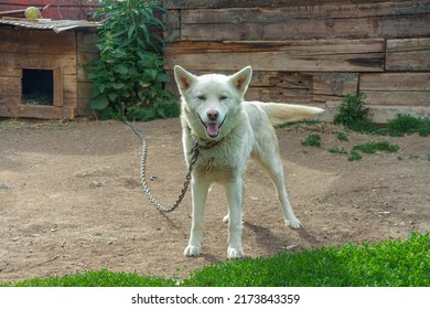 White Shepherd Of The Breed Malamute, Husky. Sitting Near The Doghouse. Playing On The Green Grass. Close-up. Guards The Territory.