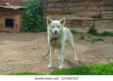 White Shepherd Of The Breed Malamute, Husky. Sitting Near The Doghouse. Playing On The Green Grass. Close-up. Guards The Territory.