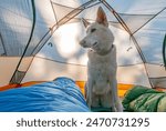 A white shepherd camping in a tent