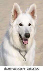 White Shepherd Dog