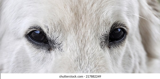 10,219 White swiss shepherd dog Images, Stock Photos & Vectors ...