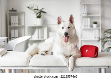 White Shepherd Dog With First Aid Kit On Couch In Clinic