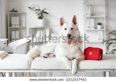 White Shepherd dog with first aid kit on couch in clinic