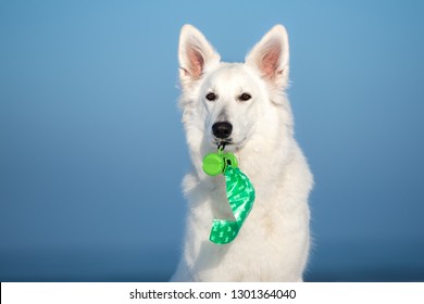 white shepherd dog holding green waste bags container in her mouth