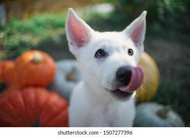 
white shepherd dog with 
pumpkins
