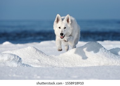 135,557 White Shepherd Images, Stock Photos & Vectors | Shutterstock