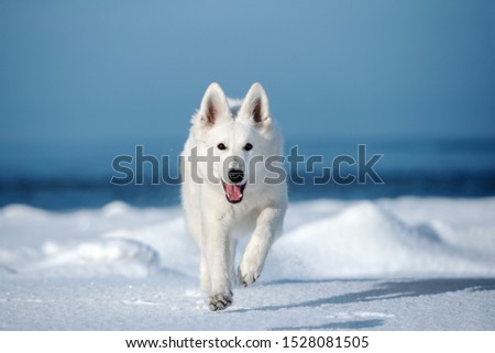 Similar – my happy dog :-)) Joy