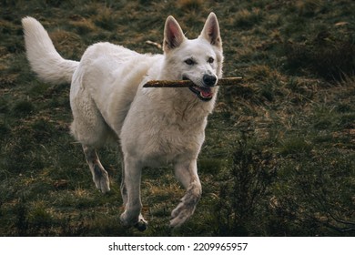 White Shepherd Dog With A Stick