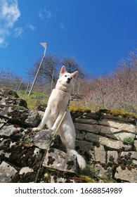 white shepherd at the moselle vineyards in spring