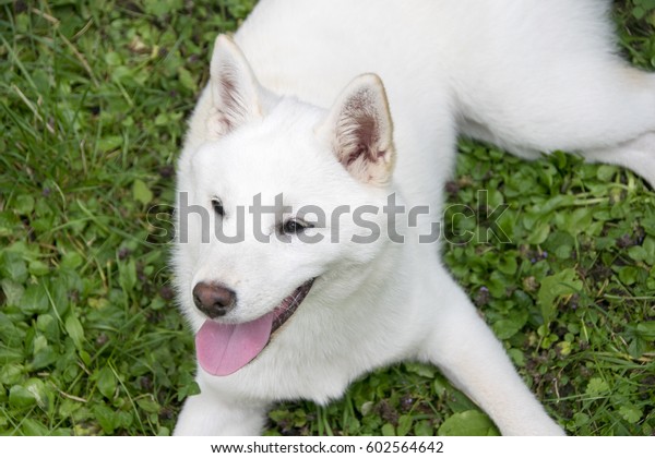White Shibainu Puppy Portrait On Grass Stock Photo Edit Now