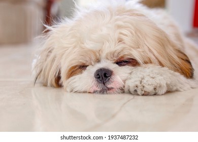Shih Tzu High Res Stock Images Shutterstock