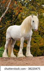 White Shire Draft Horse Portrait In Autumn