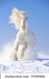 White Shire horse stallion runs gallop in front focus