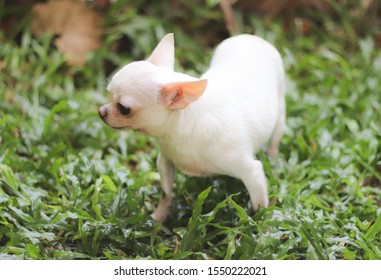 White Short Hair Chihuahua Dog Walking Stock Photo 1550222021 ...