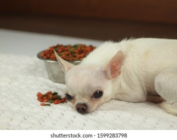 White Short Hair Chihuahua Dog Lying Down Beside Dog Food And Dog Food Bowl And Ignore It. Sick Dog Get Bored Of Food.