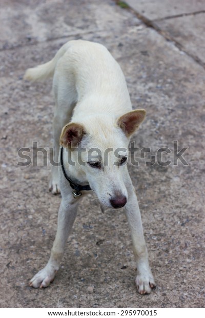 White Short Hair Dog Standing Position Stock Photo Edit Now