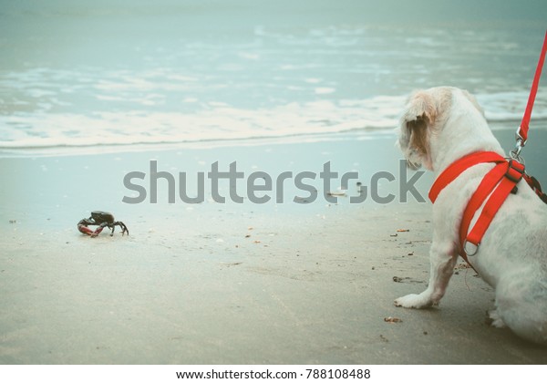 White Short Hair Shih Tzu Dog Stock Photo Edit Now 788108488