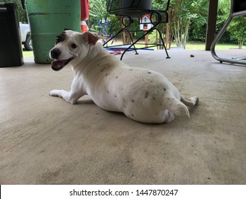 Imagenes Fotos De Stock Y Vectores Sobre Perro Y Gato Sentados De