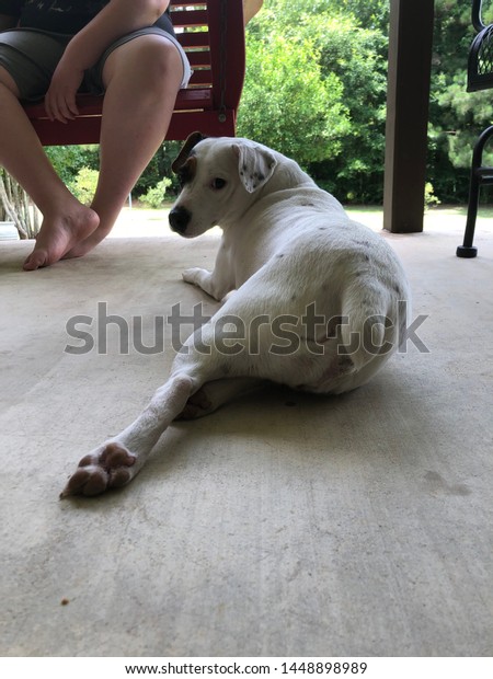 White Short Haired Jack Russell Terrier Stock Photo Edit Now