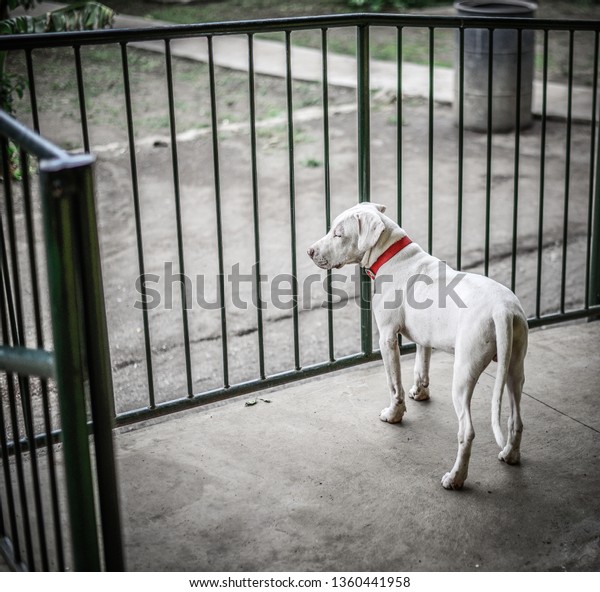 White Short Haired Lab Young Dog Stock Photo Edit Now 1360441958