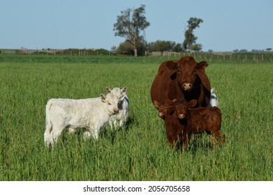 White Shorthorn calf , in Argentine countryside, La Pampa province, Patagonia, Argentina.