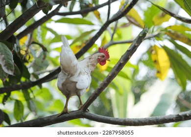 white short-legged Bantam chicken perched on a tree 