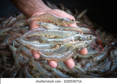 White shrimp in the hands on a blurred background of a pile of white shrimp.