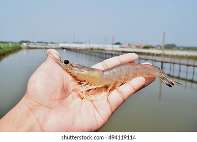 White Shrimp On Hand At Aquaculture Farm