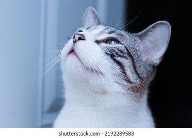 White Siamese Cat With Blue Eyes Gazing Upwards