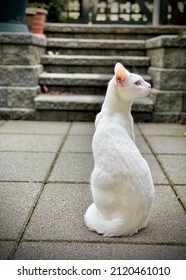 White Siamese Cat Looking Over Shoulder