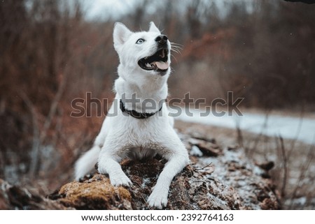 White Siberian husky princess resting on a big fallen tree and posing for the camera. Smile of female dog from nice weather. Ostrava, Czech Republic