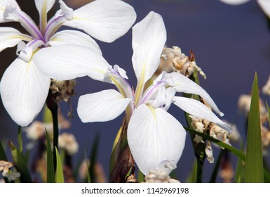 White Siberian Iris