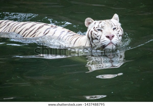 siberian tiger swimming