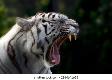 White Siberian Tiger Yawning Portrait